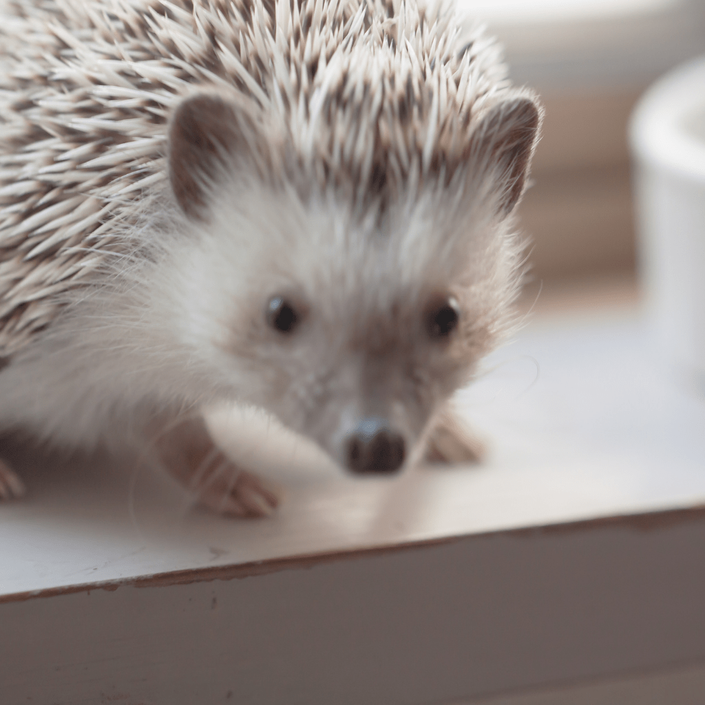 Hedgehog lifepan