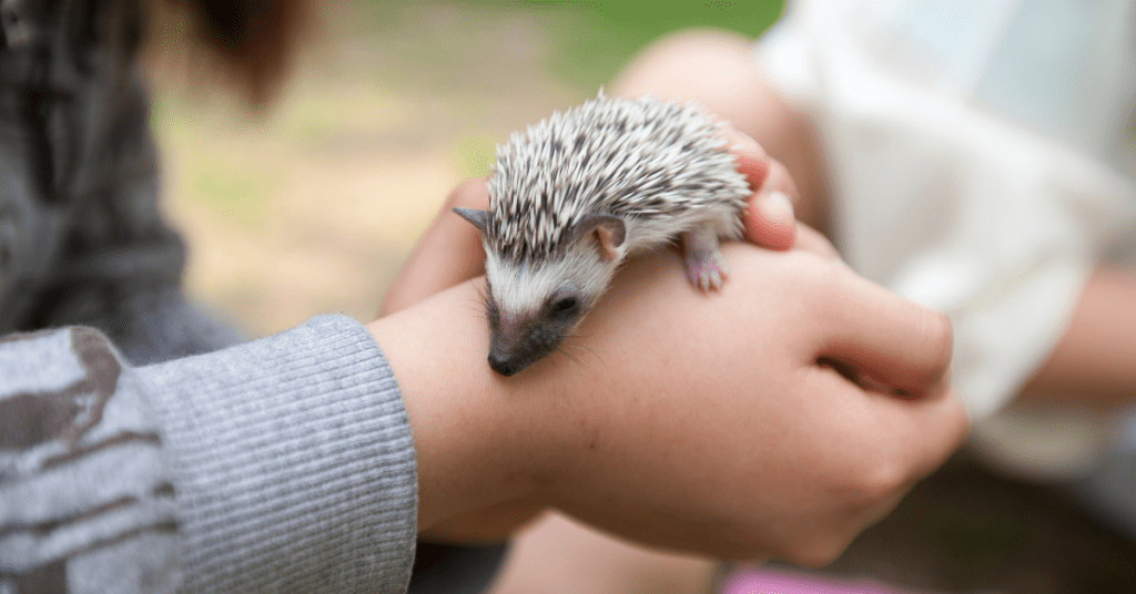 know about hedgehog