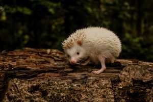 African Hedgehogs