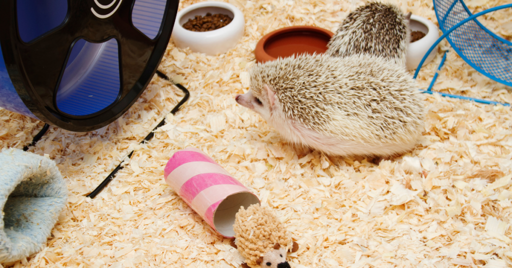 Hedgehog Bedding Options 5 Best Bedding For Hedgehogs