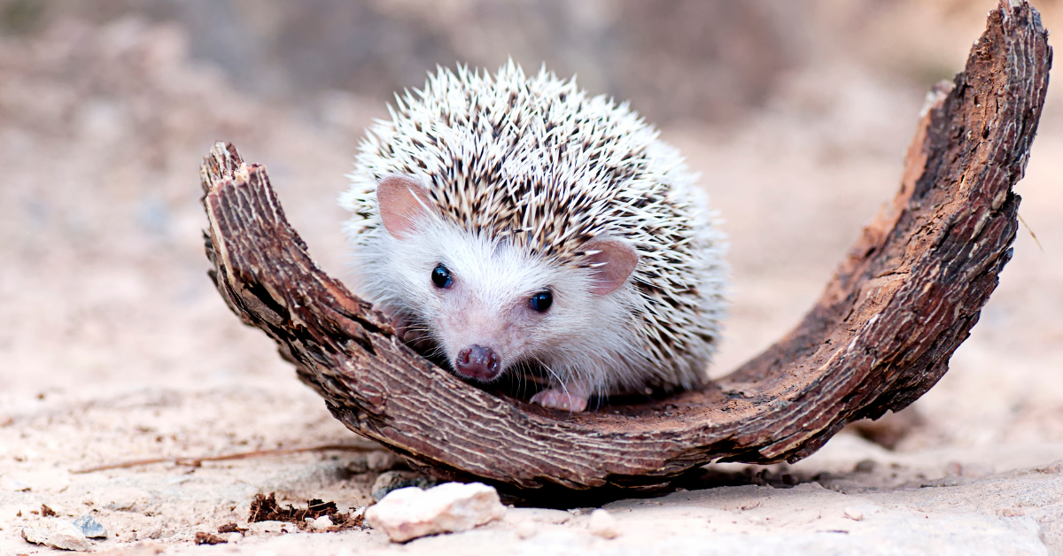 Hedgehog Adoption