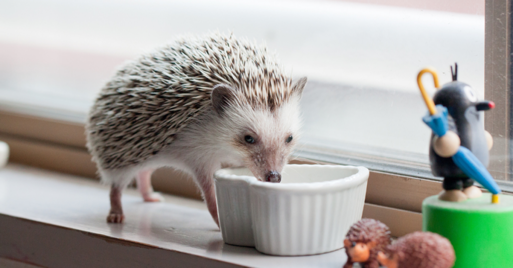 what-food-can-hedgehogs-eat-hedgehog-food-list-treats-nutrition