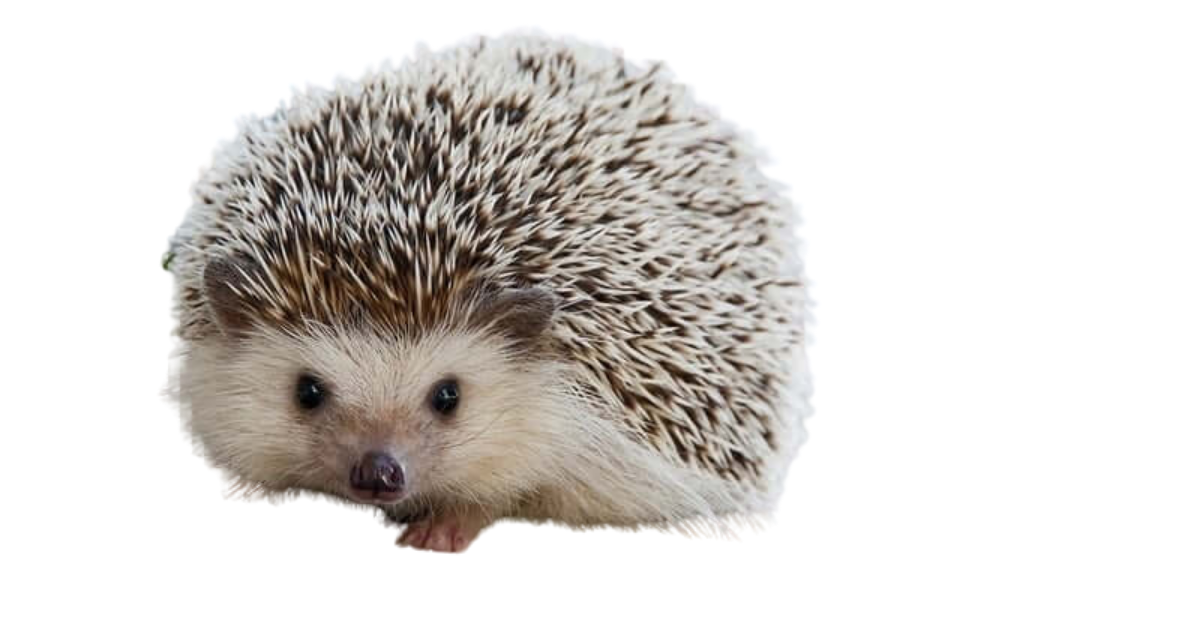 All You Have to Know About Hedgehog Colors 2024 HedgeHoged