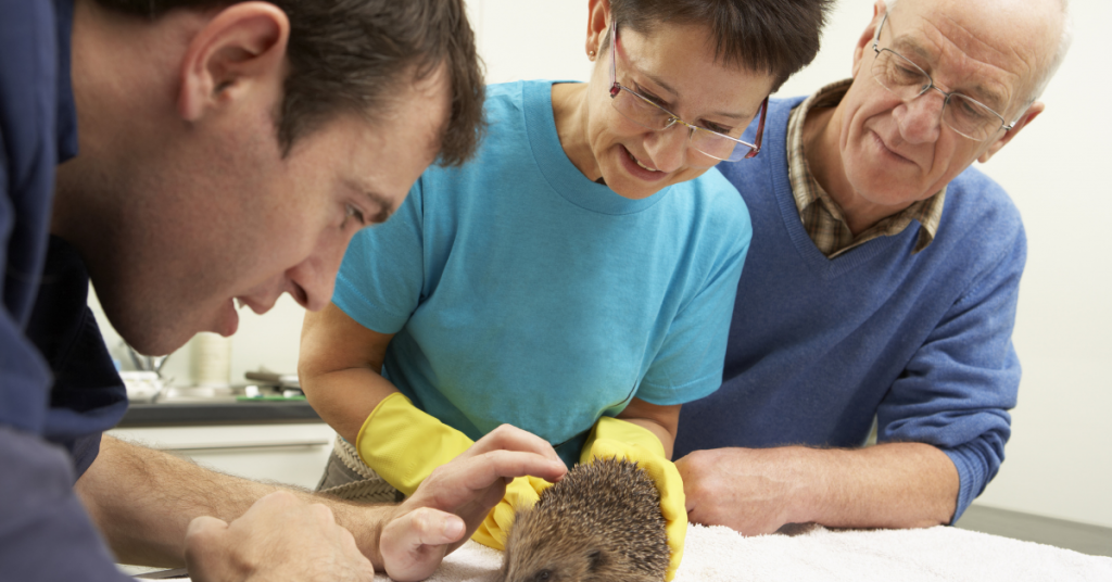 Hedgehog Treatment 