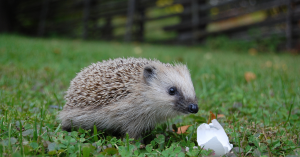 hedgehog teeth