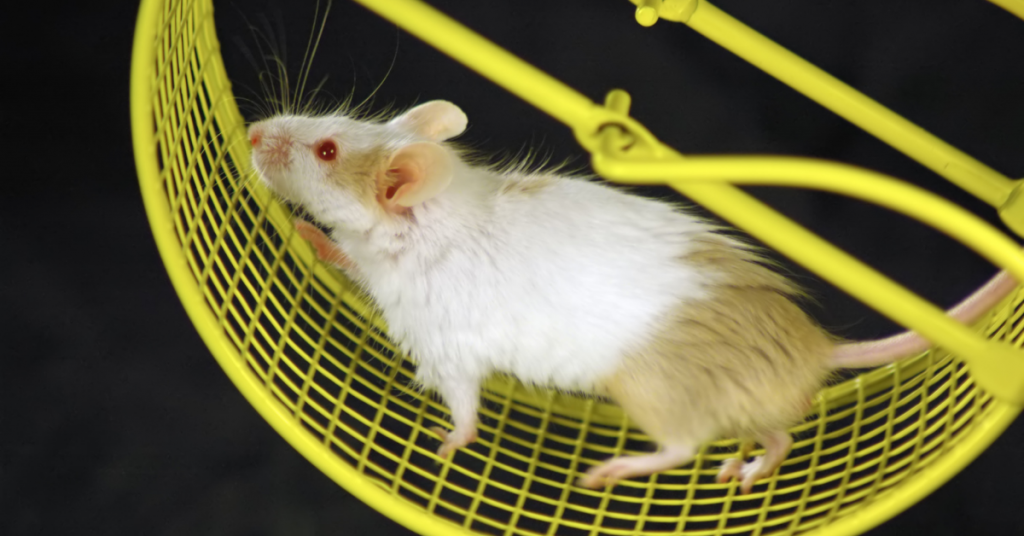 10 Best Hedgehog Running Wheels 2024 Hedeghoged