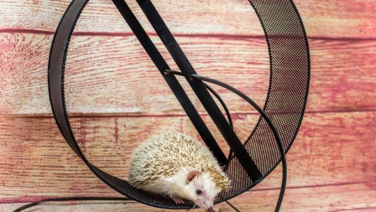 Best Hedgehog Wheel