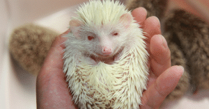 Hedgehog teeth