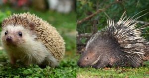 Hedgehog vs Porcupine