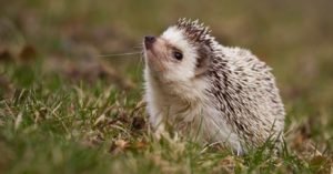 spiny hedgehog