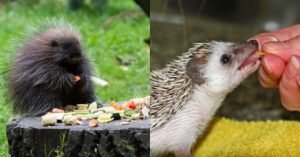 Hedgehog Vs. Porcupine: 10 Main Differences 