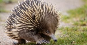 Hedgehog vs Porcupine vs Echidna