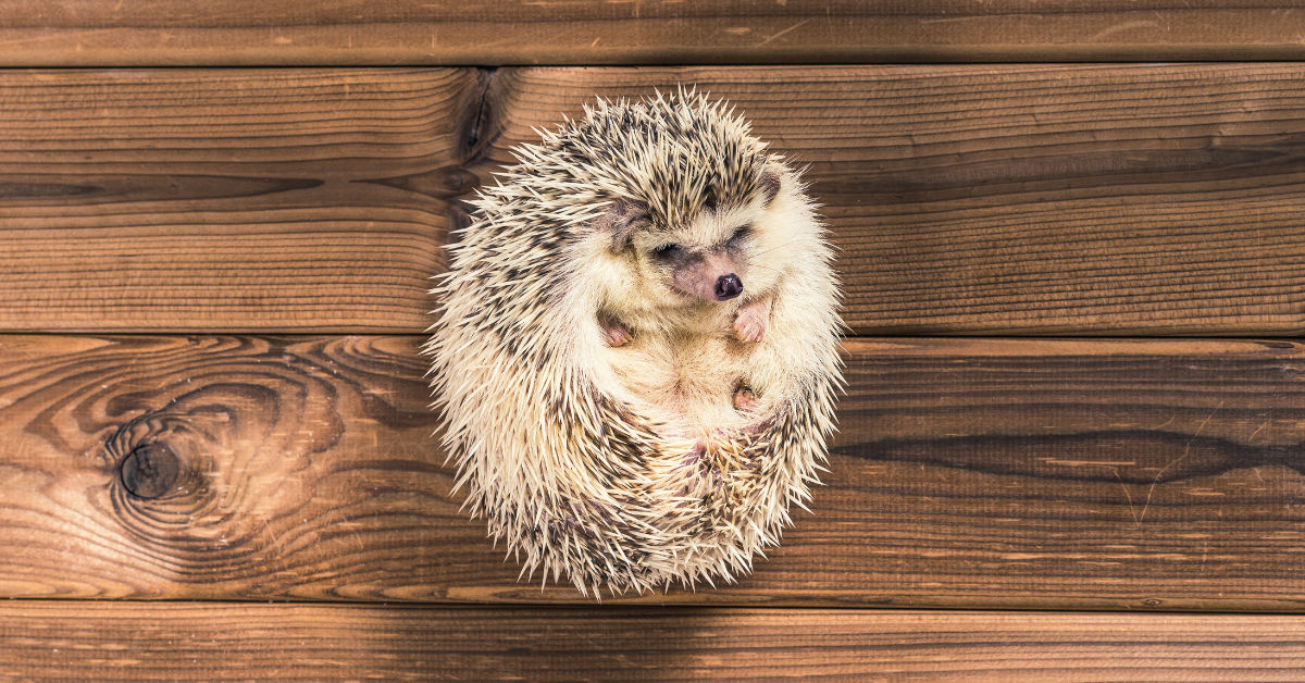 Hedgehog Penis: Anatomy, Structure And Urogenital Disorders