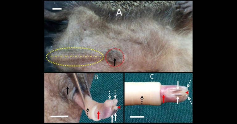 Hedgehog Penis: Anatomy, Structure And Urogenital Disorders