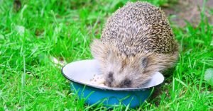 How to Feed a Baby Hedgehog