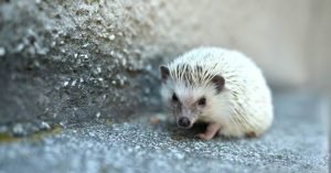 How to Handle a Baby Hedgehog