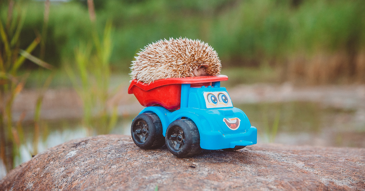 Popular Types of Hedgehog Toys