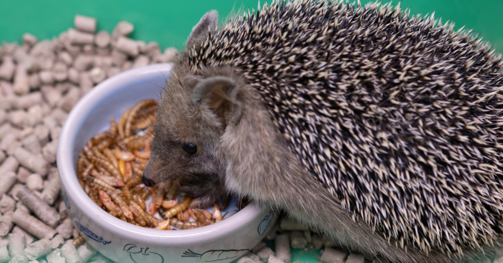 How to Identify a Good Hedgehog Breeder?