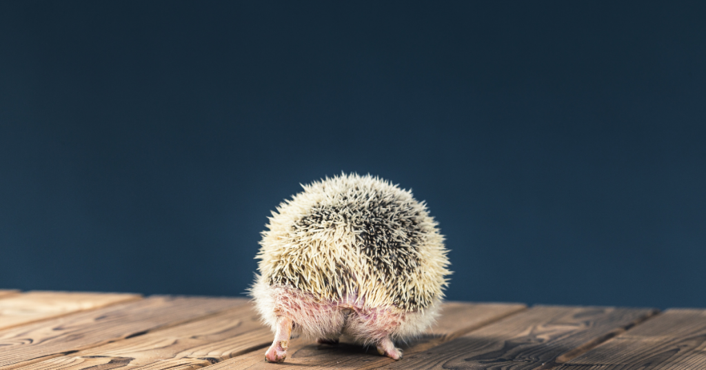 hoglets hedgehog adult life