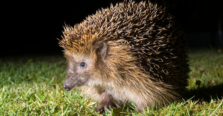 Maintaining your Hedgehog House