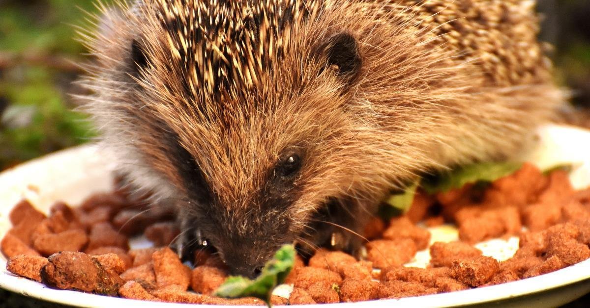 How much quantity of spinach can provide to hedgehogs?