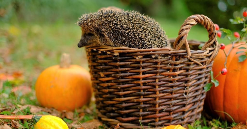 What Vegetables Do Hedgehogs Eat