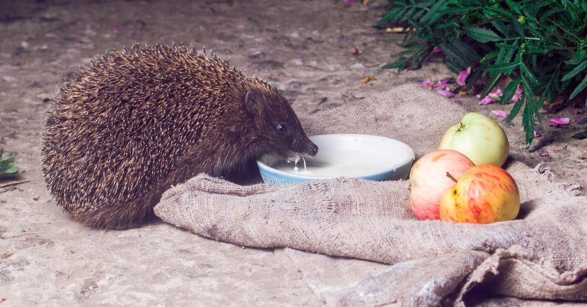 How many times should we give carrots to hedgehogs?