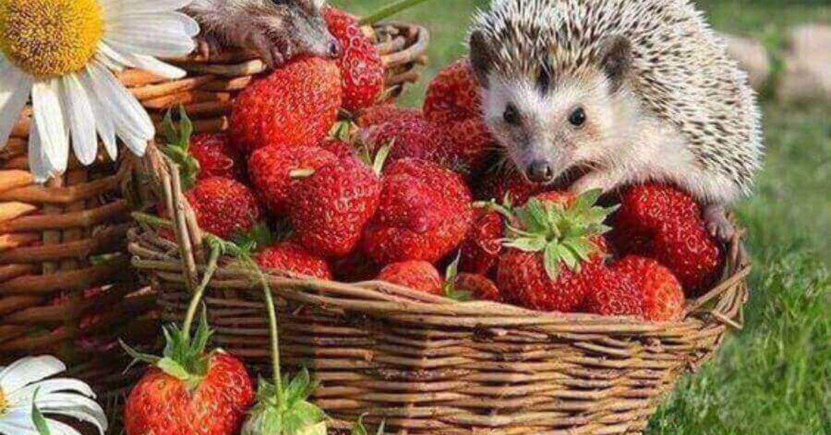 Are strawberries nutritious for your Hedgehogs