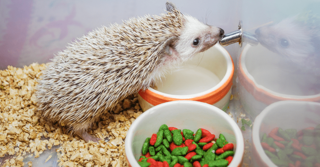 What Do Hedgehogs Drink? Your Guide to Hedgehog Hydration