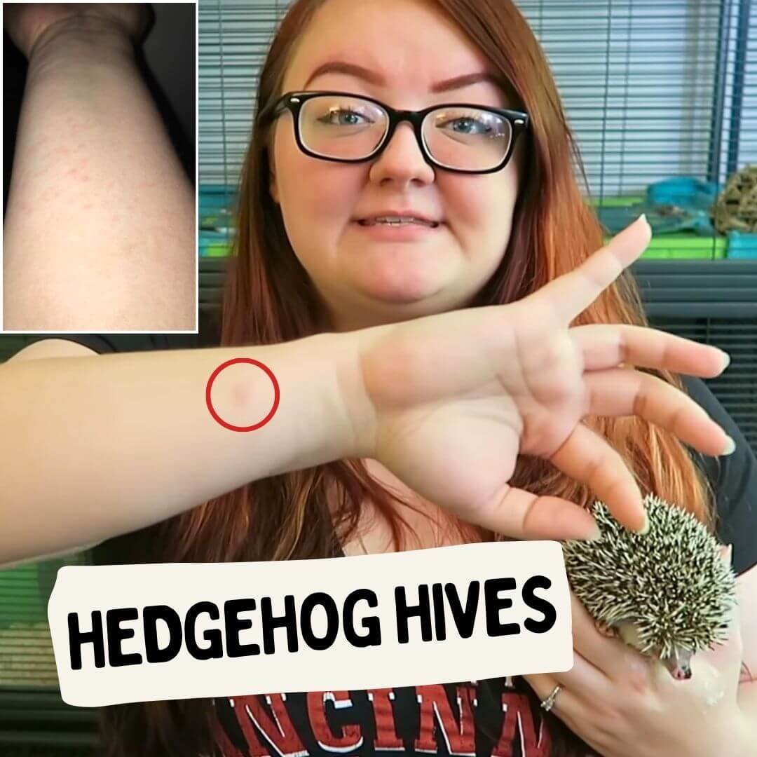 Hedgehog Hives