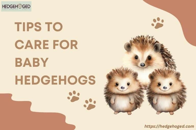how to care for a baby hedgehog