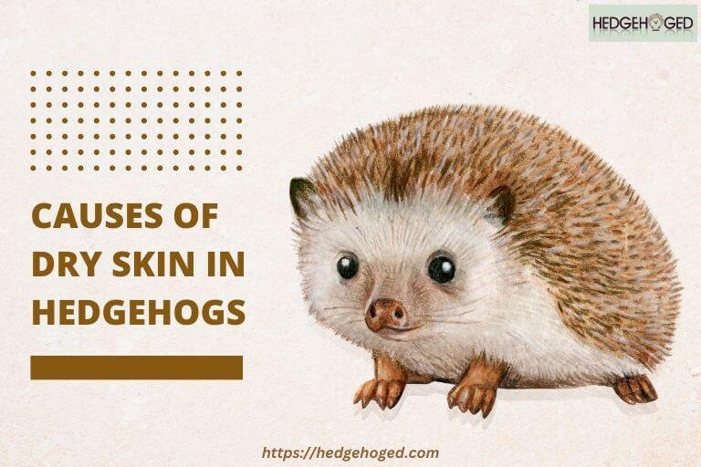 why does my hedgehog have dry skin