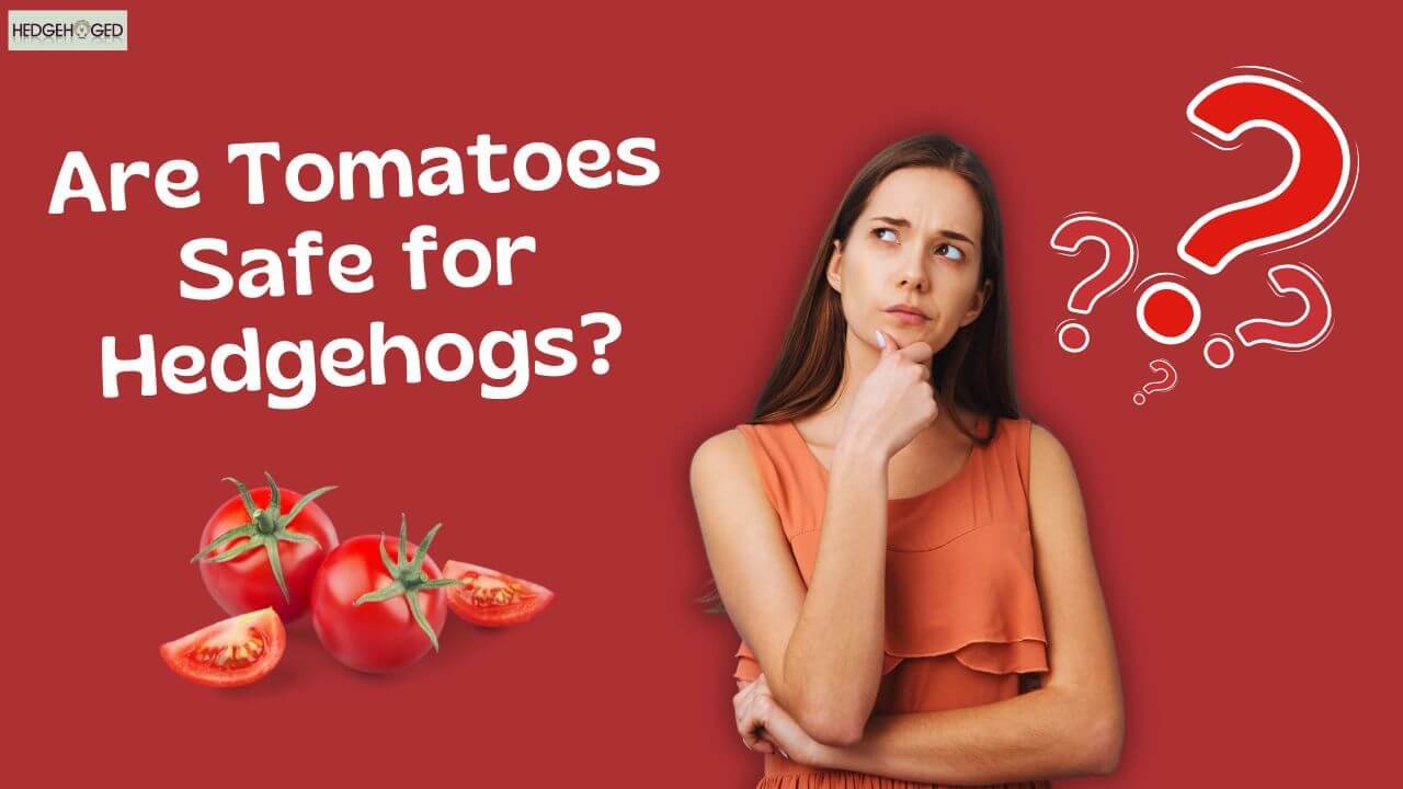 Are Tomatoes Safe for Hedgehogs