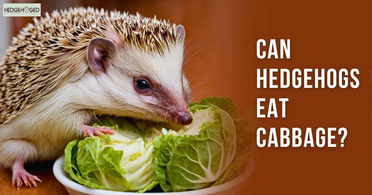 Can Hedgehogs Eat Cabbage
