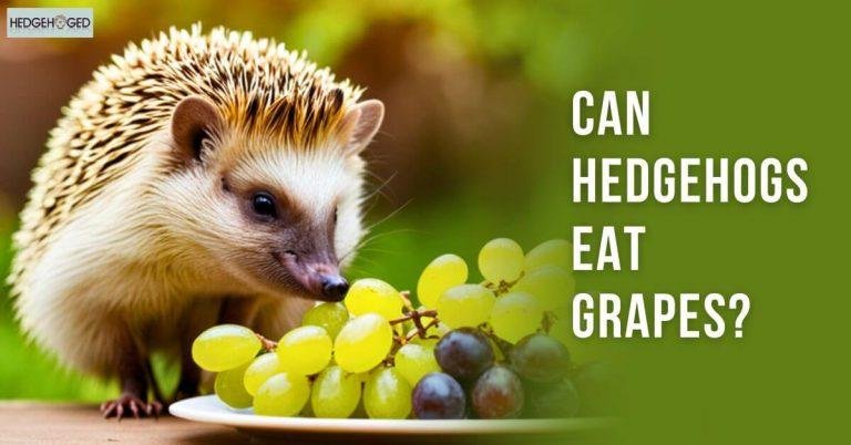 Can Hedgehogs Eat Grapes? What Experts Say About Grapes