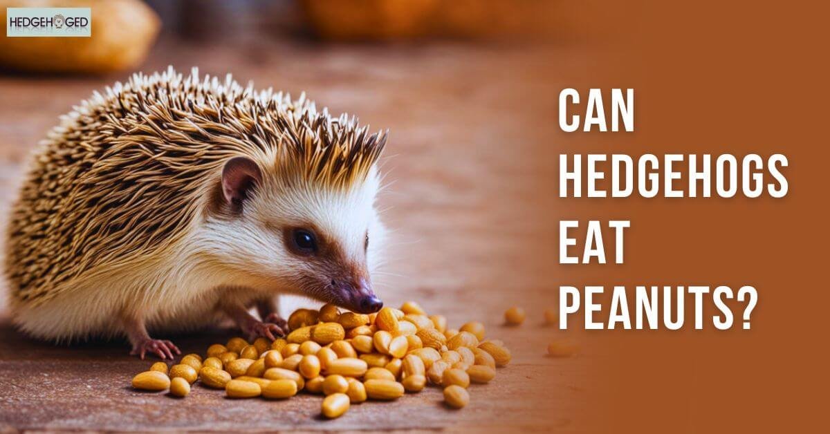 Can Hedgehogs Eat Peanuts