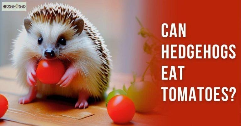 Can Hedgehogs Eat Tomatoes? Nutritional Value for Hedgehogs