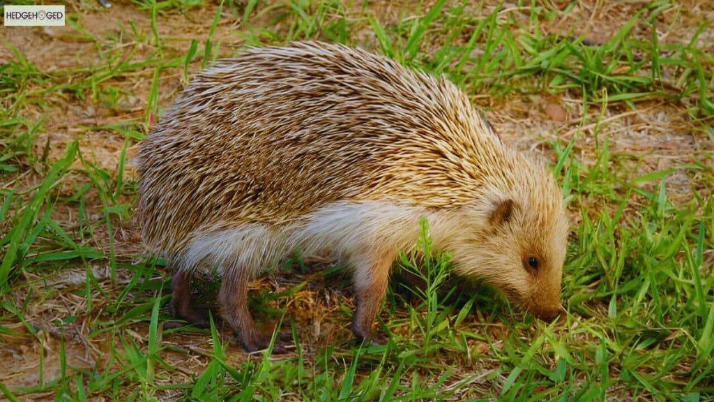 17 Different Types Of Hedgehogs in The World With Pictures