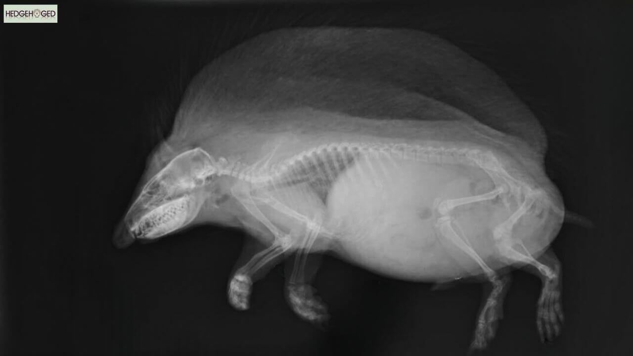 hedgehog getting an x ray