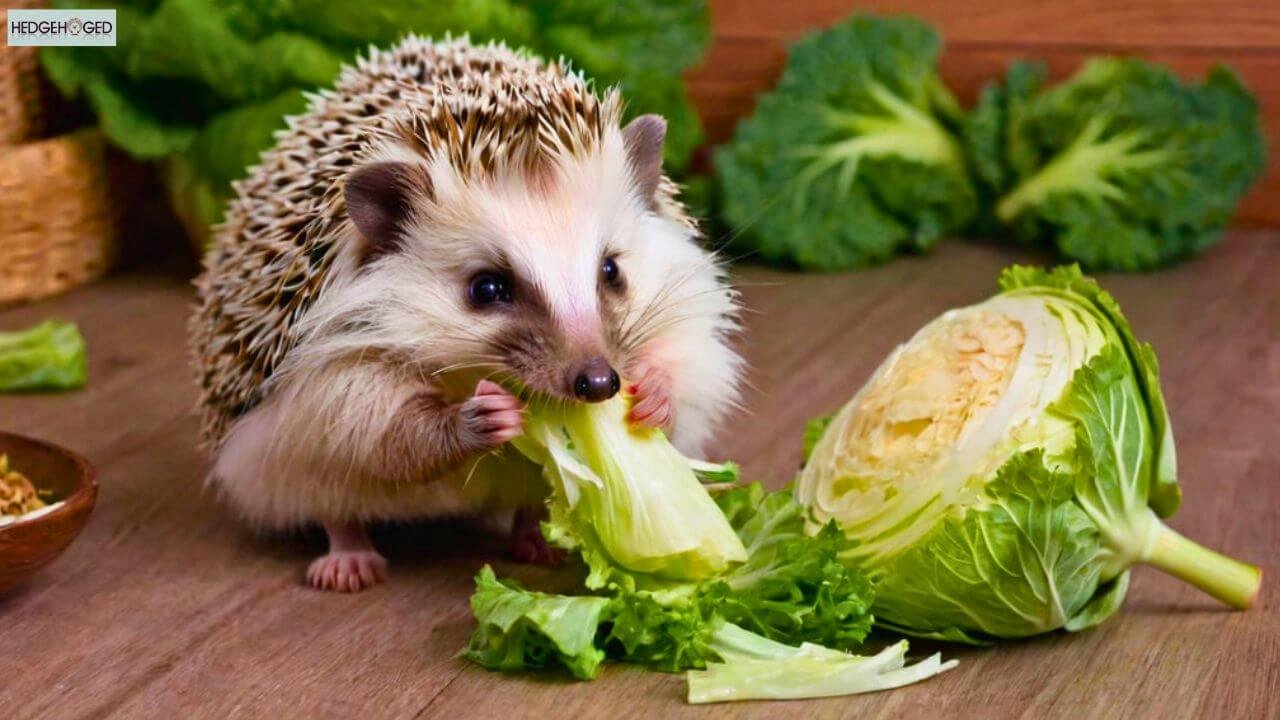 hedgehogs eat cabbage