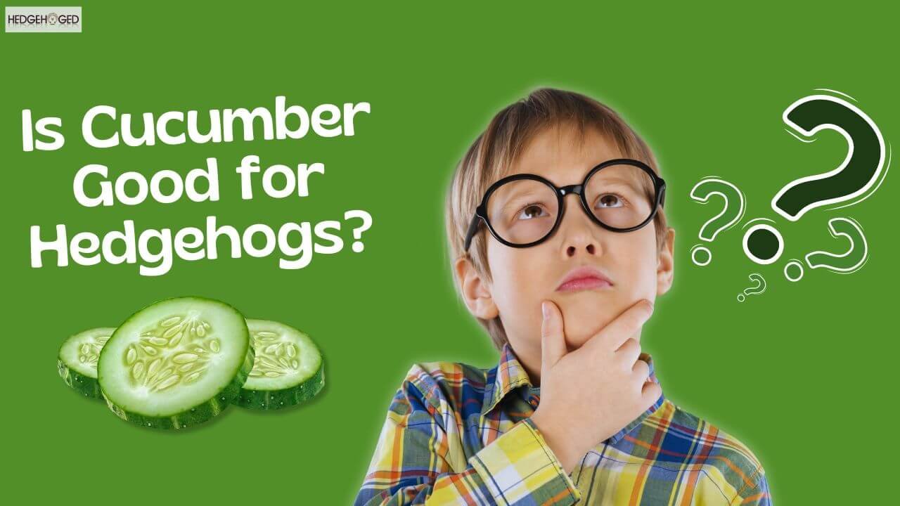 is cucumber good for hedgehogs to eat