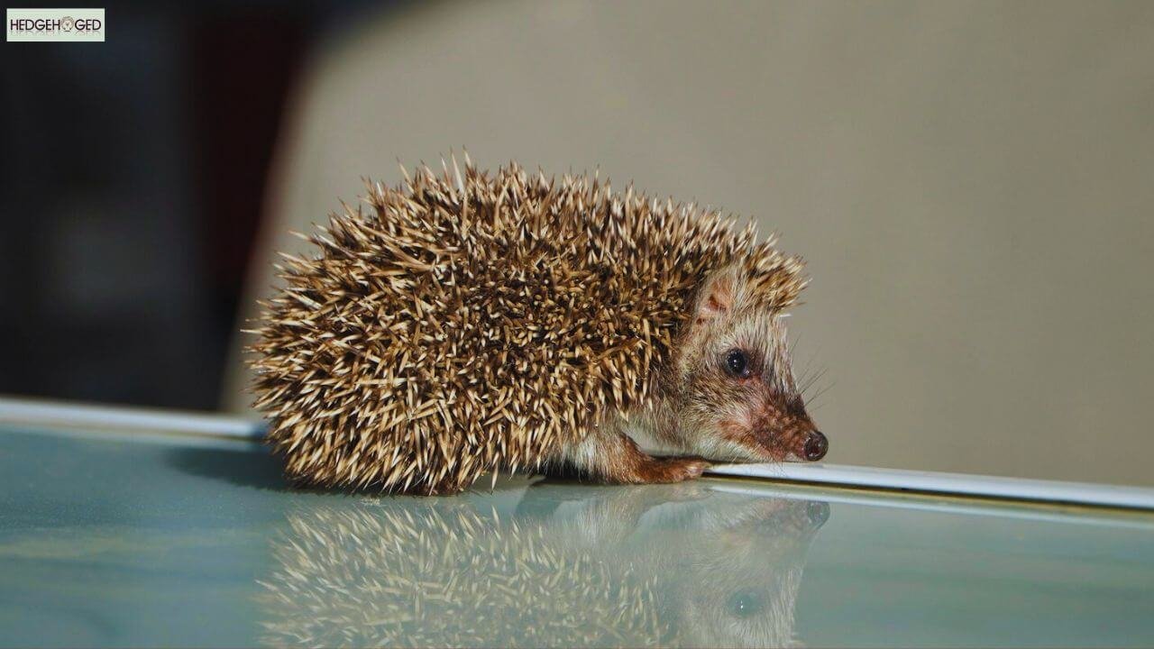 male hedgehog