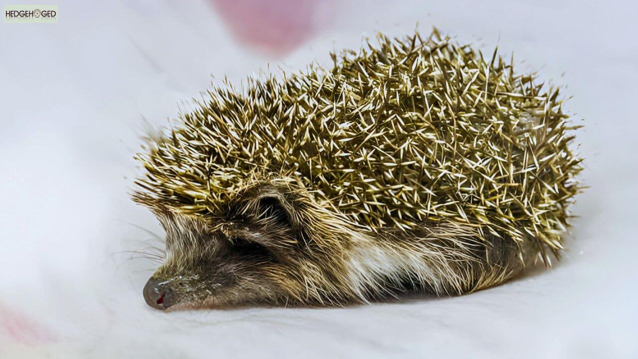 whs disease in hedgehogs