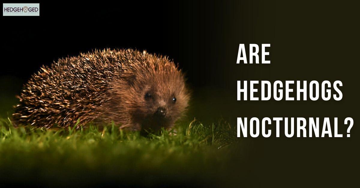 Are Hedgehogs Nocturnal