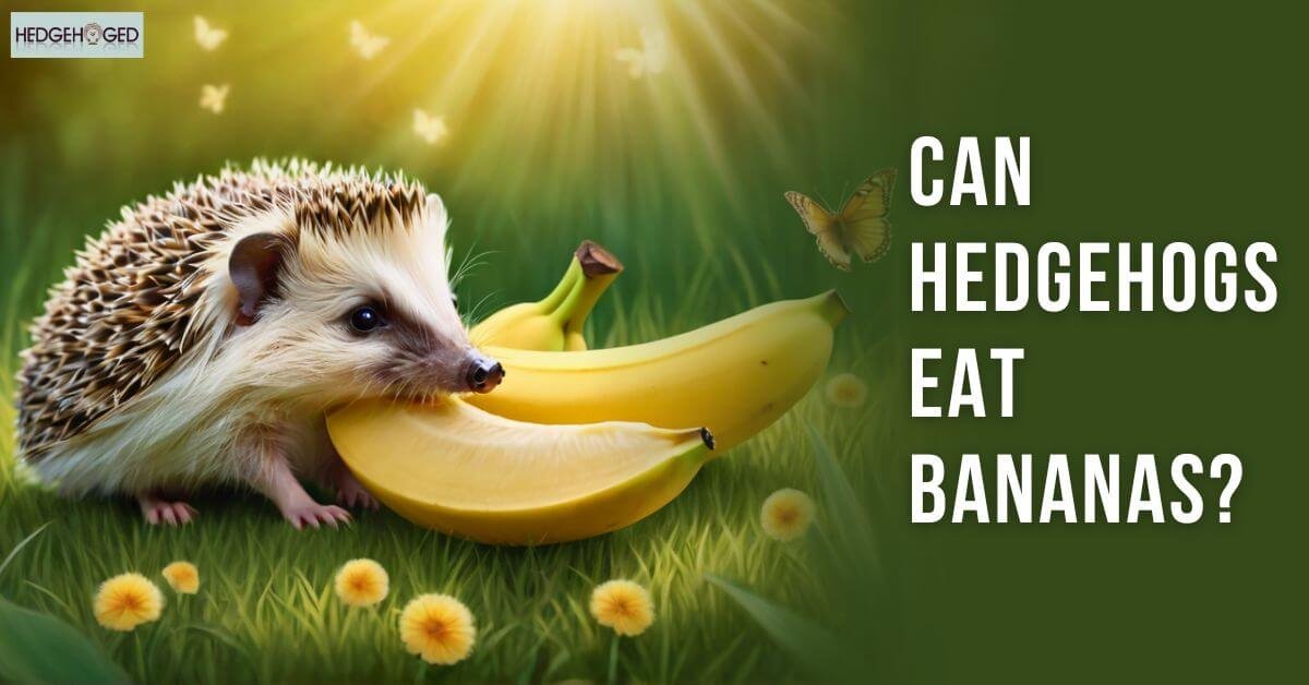 Can Hedgehogs Eat Bananas