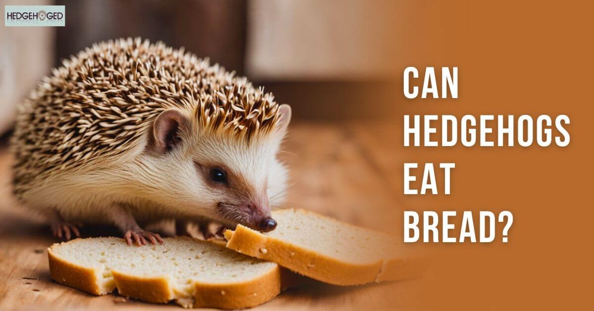 Can Hedgehogs Eat Bread