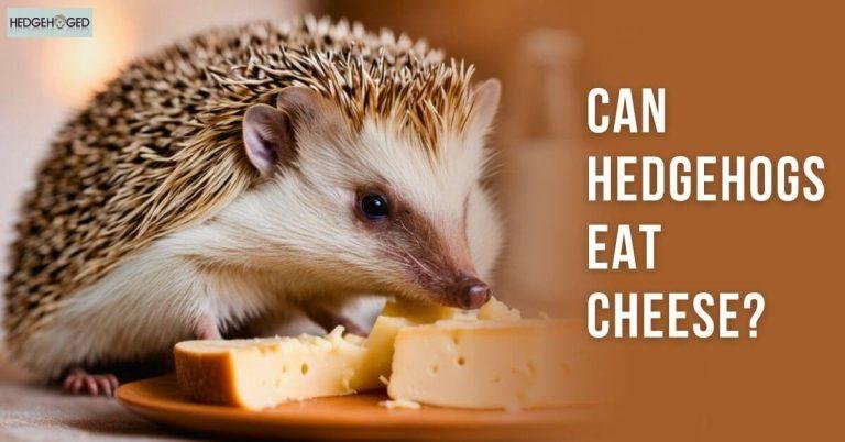 Can Hedgehogs Eat Cheese? All You Need To Know!