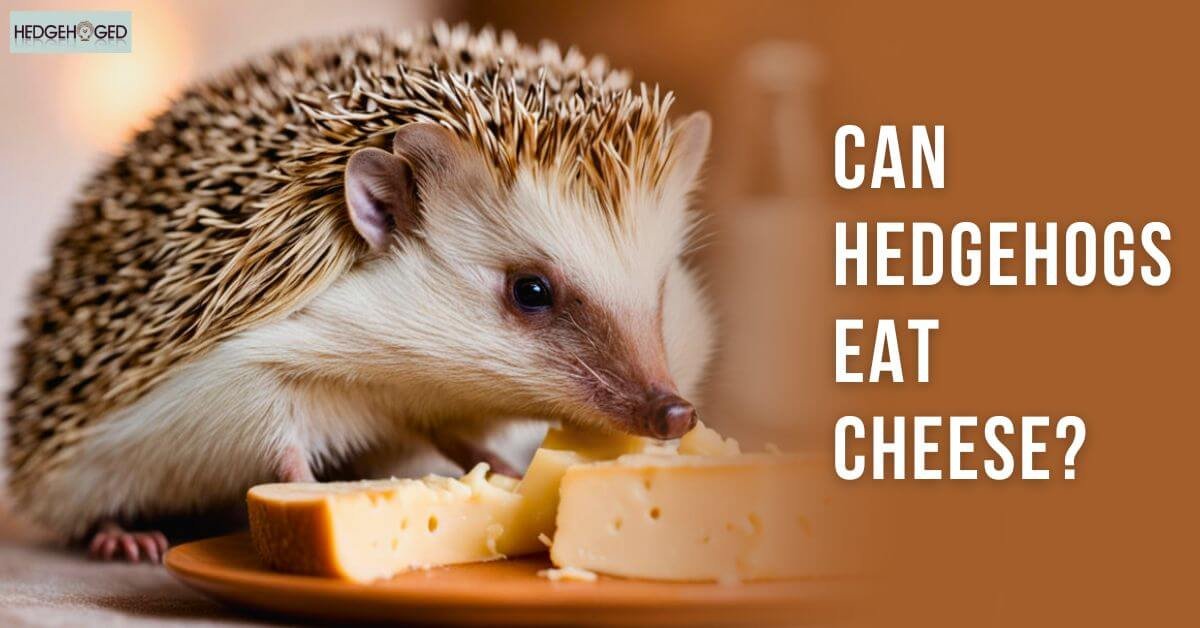 Can Hedgehogs Eat Cheese