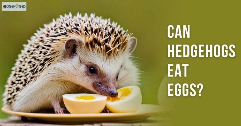 Can Hedgehogs Eat Eggs? All You Need To Know | Hedgehoged