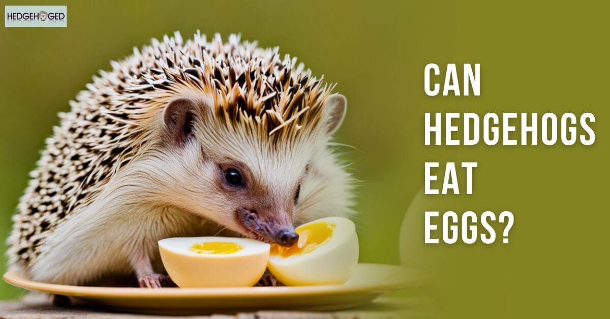 Can Hedgehogs Eat Eggs
